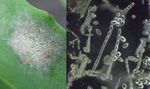 Powdery Mildew - Purdue Extension