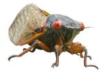 2021 CICADA FACT SHEET AND SURVIVAL GUIDE