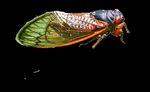 2021 CICADA FACT SHEET AND SURVIVAL GUIDE