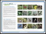 LASPEH "Low Adriatic SPEcies and Habitat" D.T1.3.1 Concrete actions for habitat - LP "Natural Regional Park of Coastal Dunes from Torre Canne to ...