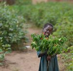 FROM THE FIELD SPRING 2021 - Farm Africa