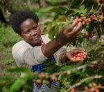 FROM THE FIELD SPRING 2021 - Farm Africa