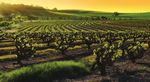 KANGAROO ISLAND WITH BAROSSA VALLEY - SOLOS ONLY 45 Years and Over - Encounter Travel