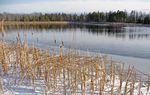 The BogHaunter - Friends of the Cedarburg Bog