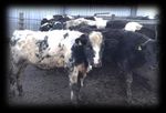 Sale of 180 Store Cattle - HOLSWORTHY MARKET - Kivells