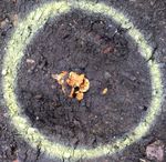 IDENTIFICATION - Japanese Knotweed ...