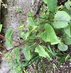 IDENTIFICATION - Japanese Knotweed ...