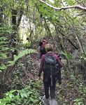 KauriKonnect Strengthening our efforts to protect kauri - Kauri Dieback