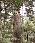 KauriKonnect Strengthening our efforts to protect kauri - Kauri Dieback