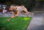 Yay, it's SPRING! - Northwest Rhodesian Ridgeback Club