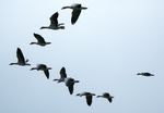 "Dim the Lights for Birds at Night!" - 2022 Campaign - Convention on the Conservation of ...