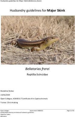 Husbandry guidelines for Major Skink - Bellatorias frerei