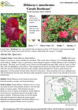 Hibiscus x moscheutos 'Carafe Bordeaux' - North American Native Cultivar