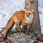 Animal Models of Montana - A Photo Expedition - Early-Winter