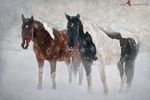 Animal Models of Montana - A Photo Expedition - Early-Winter