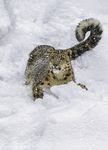 Animal Models of Montana - A Photo Expedition - Early-Winter