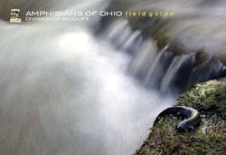 AMPHIBIANSOFOHIO field guide - DIVISION OF WILDLIFE - Camp Joy