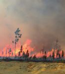 Thriving on Fire: The Resilient Longleaf Pine