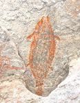 Blue Whales and Cave Paintings - February 27 - March 6, 2022 8 Day Expedition La Paz/Loreto, Baja California Sur, Mexico - Panterra