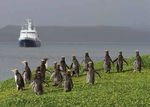 AUCKLAND ISLANDS AND THE SNARES - SUBANTARCTIC WONDERLAND EXPEDITION DOSSIER 6 - 12 FEBRUARY 2021 - Discover Travel ...