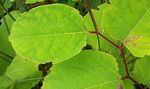 JAPANESE KNOTWEED Fact sheet: Identification and control - Isle of Man Government