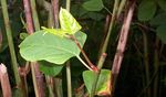 JAPANESE KNOTWEED Fact sheet: Identification and control - Isle of Man Government