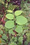 JAPANESE KNOTWEED Fact sheet: Identification and control - Isle of Man Government