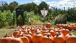 Fall Family Fun Weekends - Seven Weekend of Fun Saturdays & Sundays Sept 18-Oct 31, 10am-5pm - Terhune Orchards