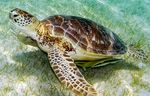 The Need and Status of Sea Turtle Conservation and Survey of Associated Computer Vision Advances