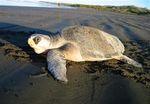 The Need and Status of Sea Turtle Conservation and Survey of Associated Computer Vision Advances