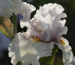 BEARDED IRISES F LORET'S FAVORITE