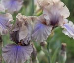 BEARDED IRISES F LORET'S FAVORITE