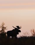 2022 CLOUD WOLVES OF THE KASKA COAST - MARCH NANUKPOLARBEARLODGE - CHURCHILL WILD