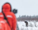 2022 CLOUD WOLVES OF THE KASKA COAST - MARCH NANUKPOLARBEARLODGE - CHURCHILL WILD