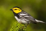 2022 Guatemala Birding - Jan 4-15 See the Golden-cheeked Warbler in its winter territory! - JB Journeys