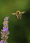 Manifesto for Nature and the Environment - Northern Ireland Assembly Elections 2022 - Ulster Wildlife