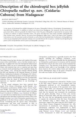 Description of the chirodropid box jellyfish Chiropsella rudloei sp. nov. (Cnidaria: Cubozoa) from Madagascar