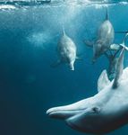 Dolphins in New Zealand - SAFE Animal Squad