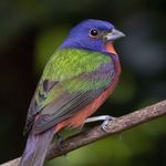 Florida Bird Photography in the Sunshine State - Tour Leader: Jamie Cunningham March 5-13, 2022 - Sabrewing Nature Tours