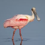 Florida Bird Photography in the Sunshine State - Tour Leader: Jamie Cunningham March 5-13, 2022 - Sabrewing Nature Tours