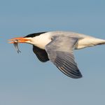 Florida Bird Photography in the Sunshine State - Tour Leader: Jamie Cunningham March 5-13, 2022 - Sabrewing Nature Tours