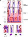 The Role Of Endometrial B Cells In Normal Endometrium And Benign Female ...