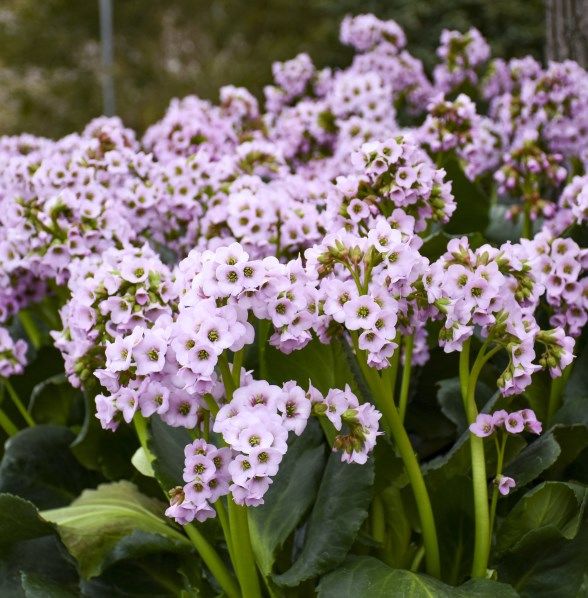 Hosta 'Silly String' PP32127