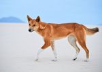 Dogs (not) gone wild: DNA tests show most 'wild dogs' in Australia are pure dingoes - Phys.org