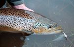 Great Lakes Brown Trout - FFI Magazine