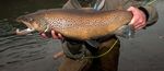 Great Lakes Brown Trout - FFI Magazine