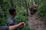 China villagers learn to live with the elephant in the room