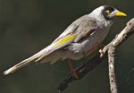 THE NOISY MINER CHALLENGES IN MANAGING AN OVERABUNDANT SPECIES - LA TROBE UNIVERSITY