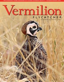 Vermilion THE QUARTERLY NEWS MAGAZINE OF TUCSON AUDUBON SOCIETY | TUCSONAUDUBON.ORG