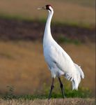 Texas Winter: Whooping Cranes and the Lower Rio Grande Valley - 12th February to 20th February 2022 (9 days)